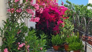 A narrow concrete pathway flanked by potted plants and flowers, leading to a building with a white facade.
