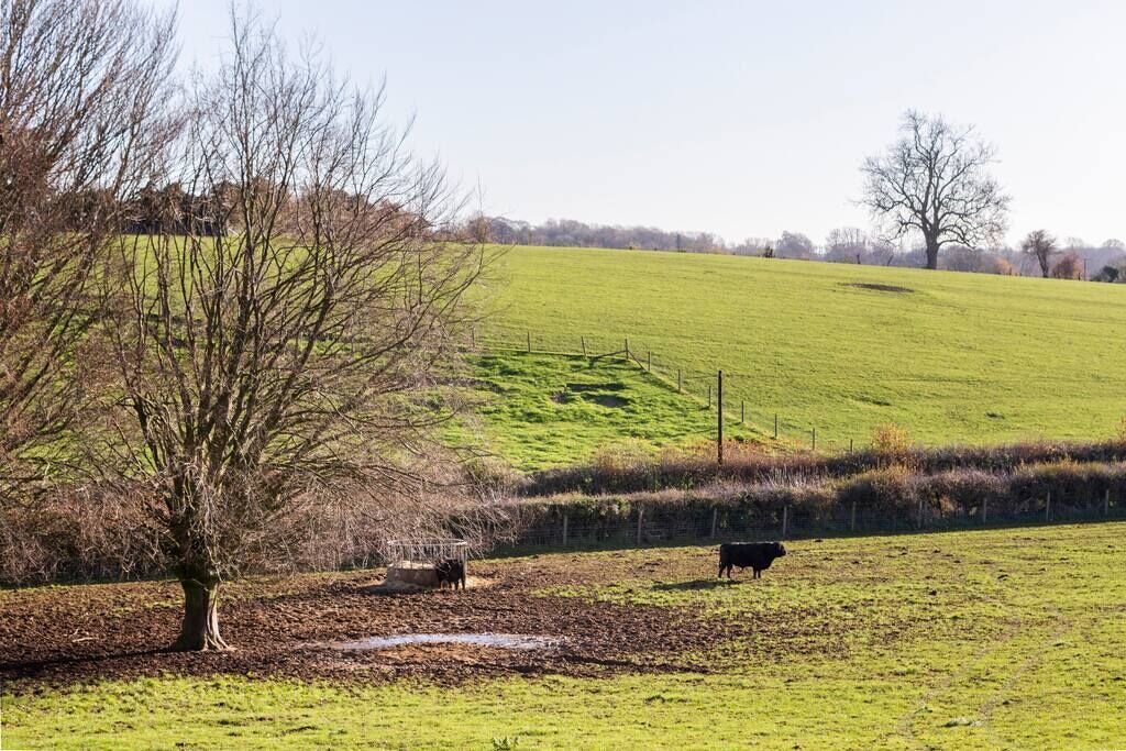 Een landelijk landschap met een boom, een koe en een veld.