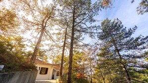 A pathway leading to a building surrounded by tall trees.