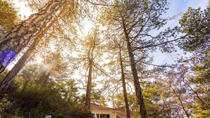 A house surrounded by tall trees with a clear view of the sky.