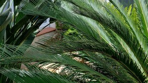 A building with a stucco exterior, large windows, and a variety of plants including a flowering tree and palm leaves. - Gîte LES OLIVIERS located in a quiet area among the pines, close to the beaches (Béziers)
