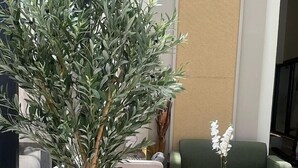 Un área de estar moderna con un olivo en maceta grande, un sofá verde, una mesa de centro redonda y una silla de mimbre.