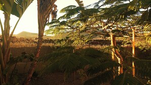 A tropical garden with various plants and trees, including banana trees and ferns. - Volcano Sunset View Villa in Corralejo-Tamaragua. (Corralejo City)