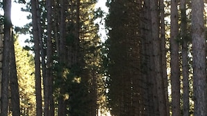 A forested road flanked by tall trees.