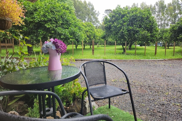 Outdoor seating with view of orange tree orchard