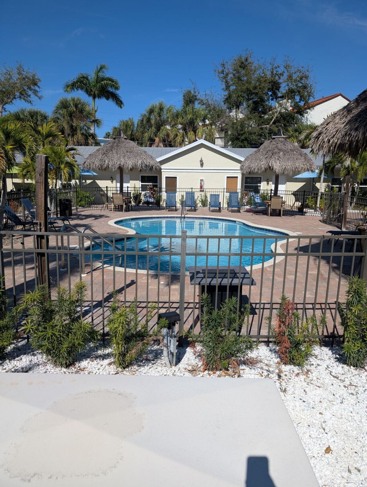 A swimming pool surrounded by a fence, with lounge chairs and umbrellas.