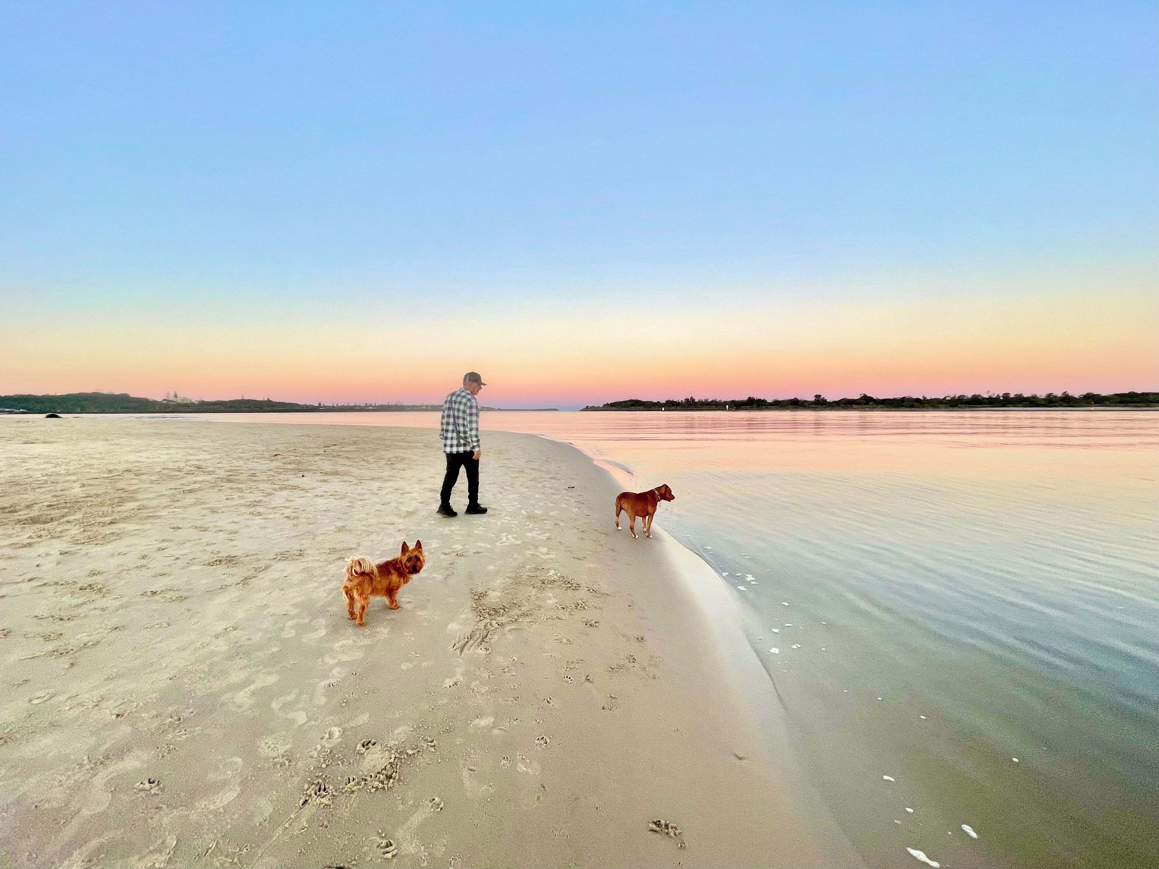 En strandscene med en person og to hunde.