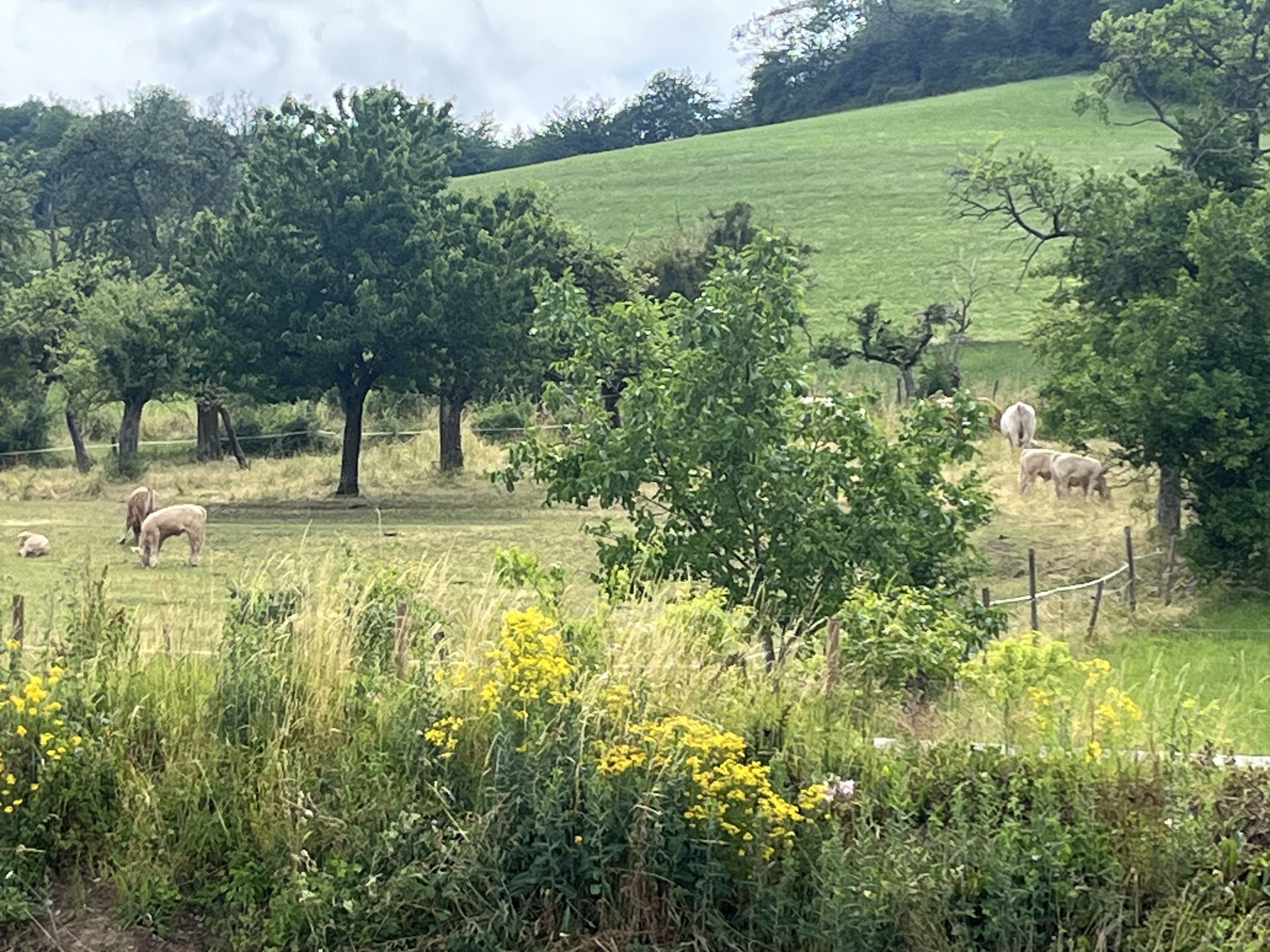 Paisagem rural com ovelhas pastando, árvores e uma colina verde ao fundo.