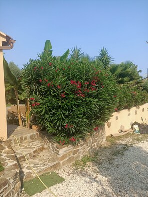 Stroll through the serene garden, surrounded by lush greenery and vibrant flowers, with a hose nearby for easy maintenance.