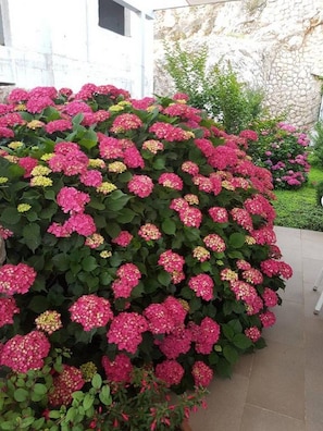 Jardín