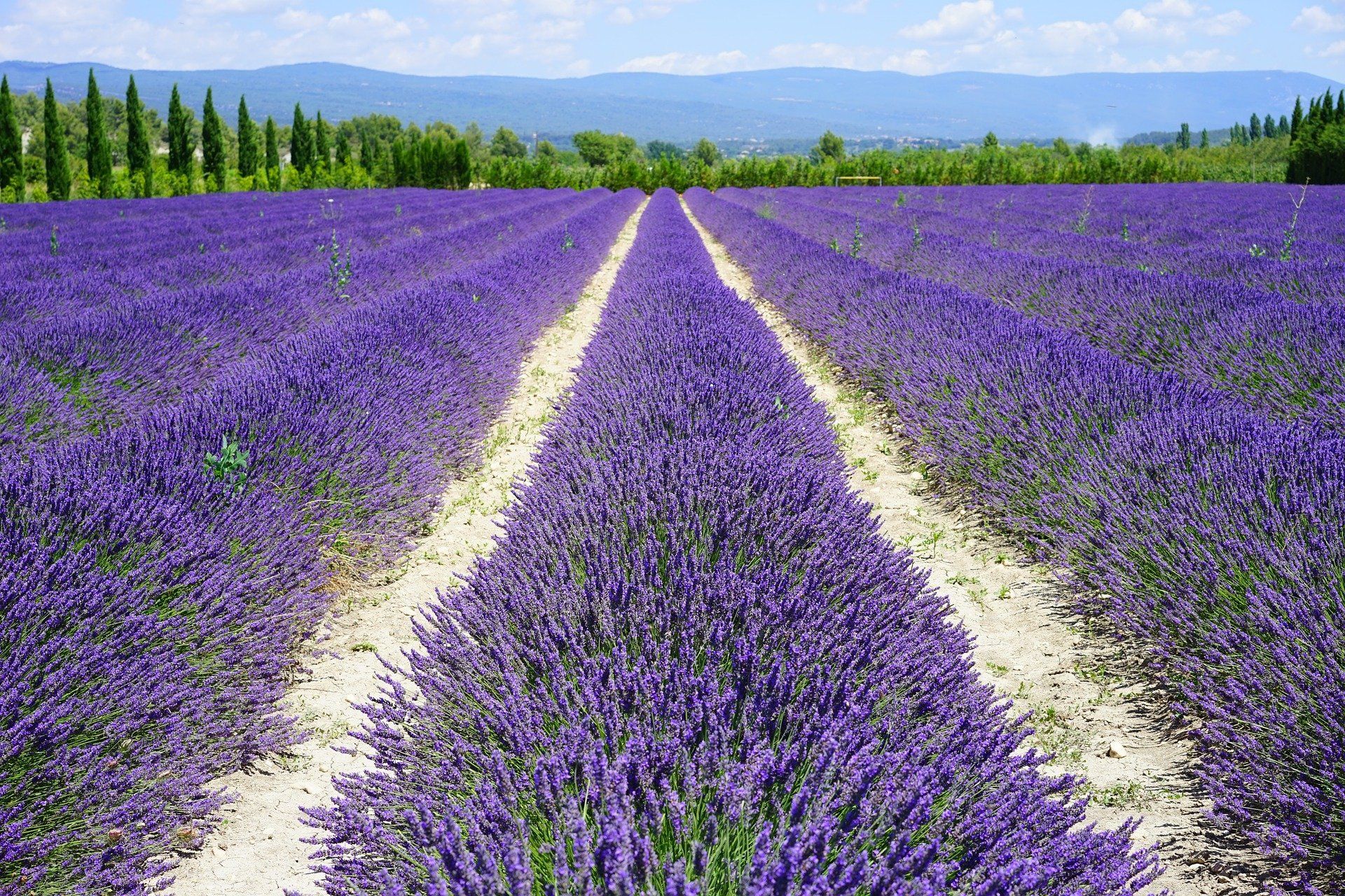 A lavender field with a clear path through it.