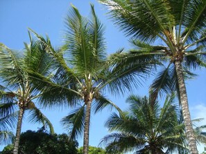 Jardín