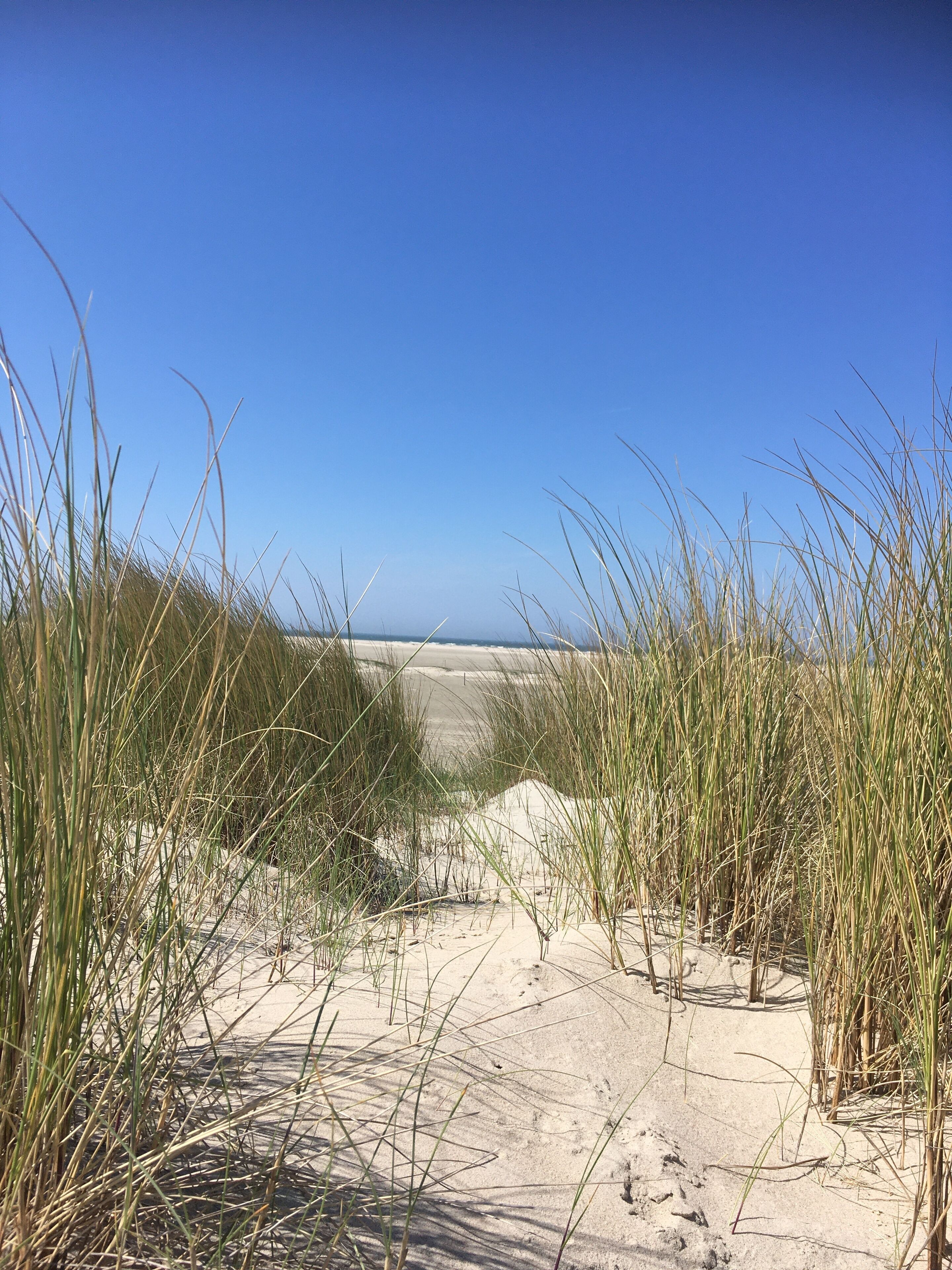 Een zandpad dat naar een strand leidt, met hoge grassen aan weerszijden.