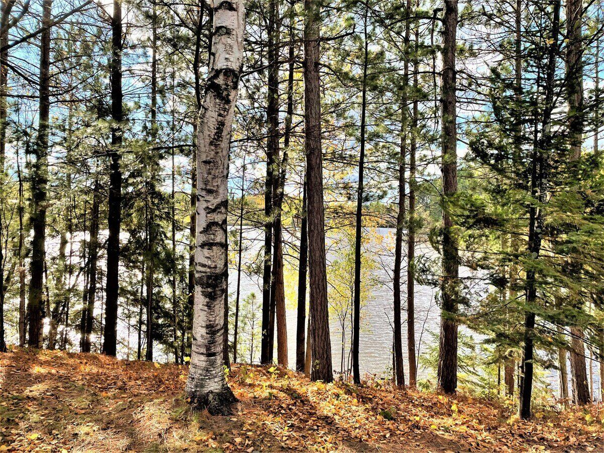 A forested area with tall trees and a clear view of a body of water in the background.