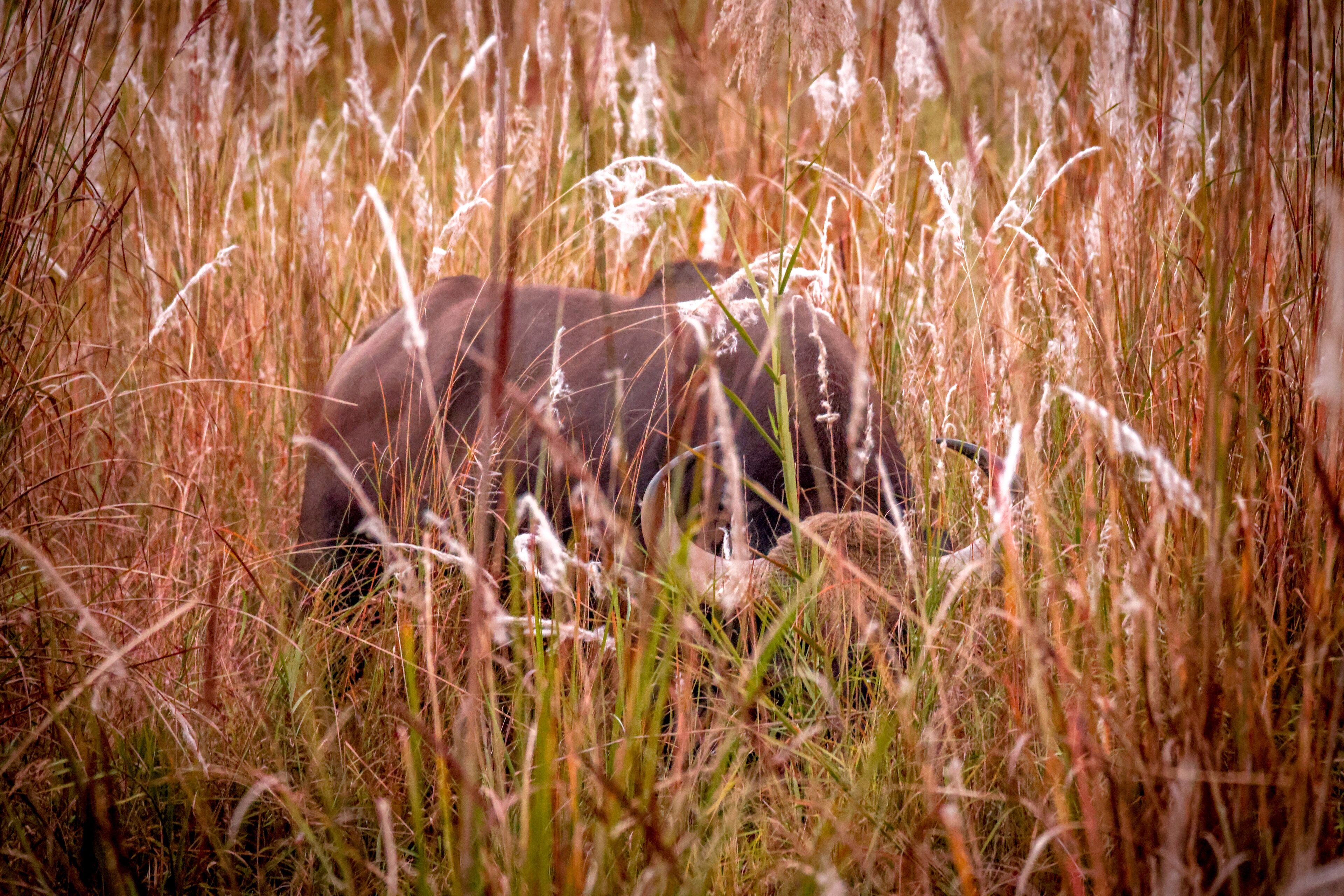 Un grand éléphant dans un champ d’herbe.