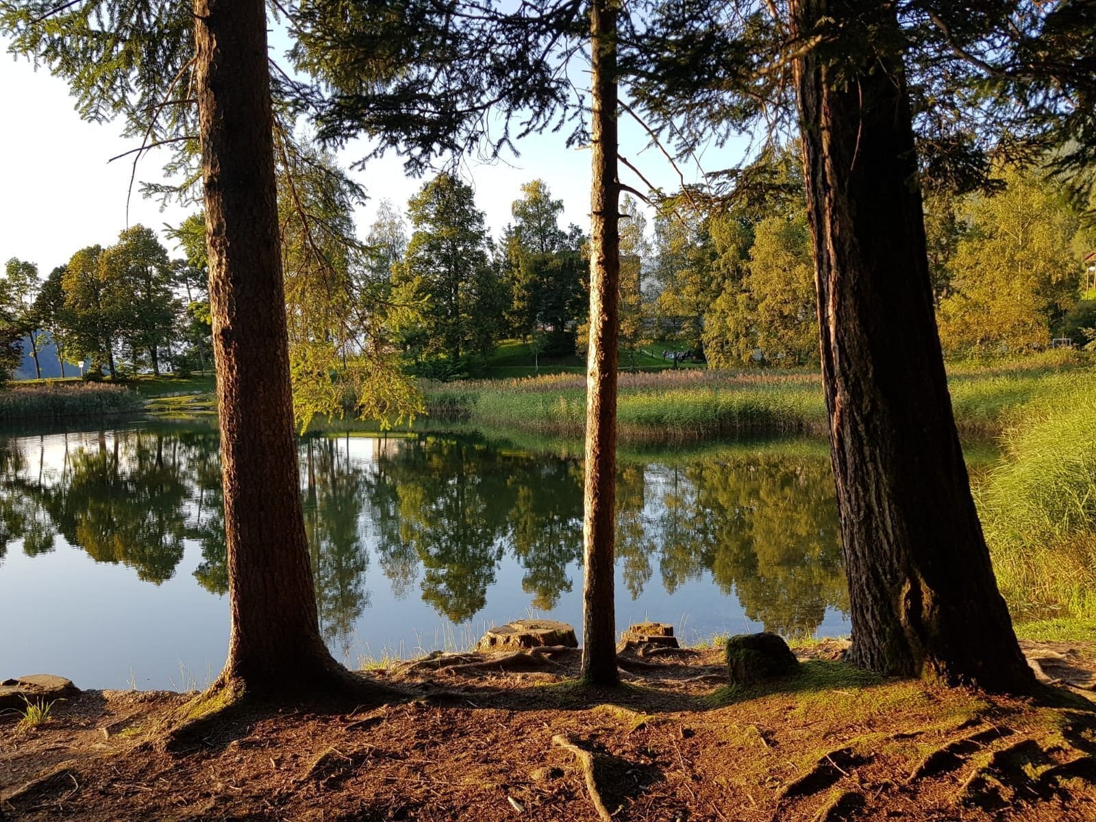 Un paysage paisible au bord d’un lac, avec de grands arbres et un étang tranquille.