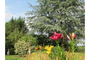 Stroll through a serene garden filled with a variety of flowering plants and lush greenery.