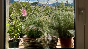 Ett fönster med utsikt över en balkong med krukväxter och en rosa blomma.
