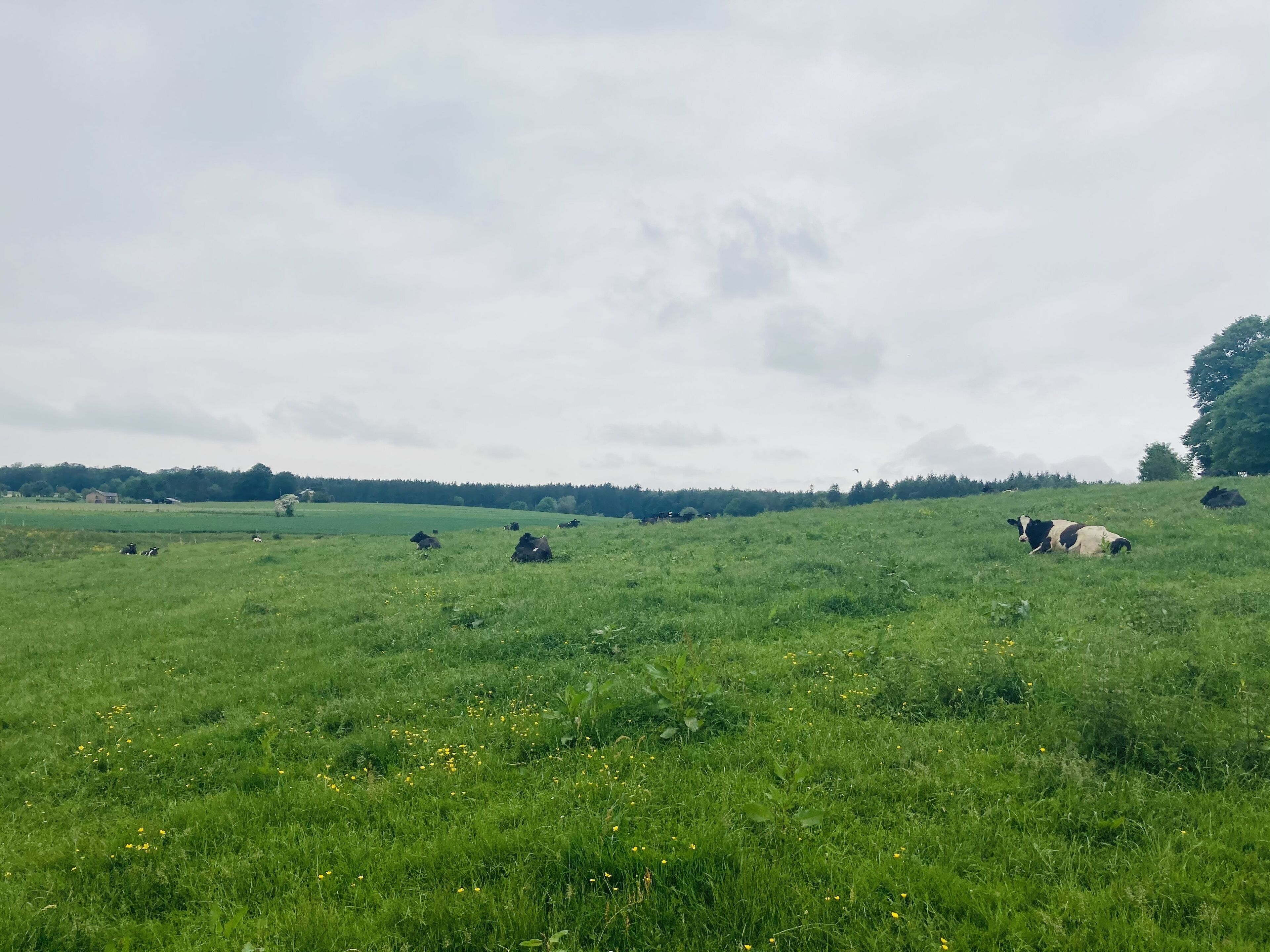 A grassy field with cows grazing.