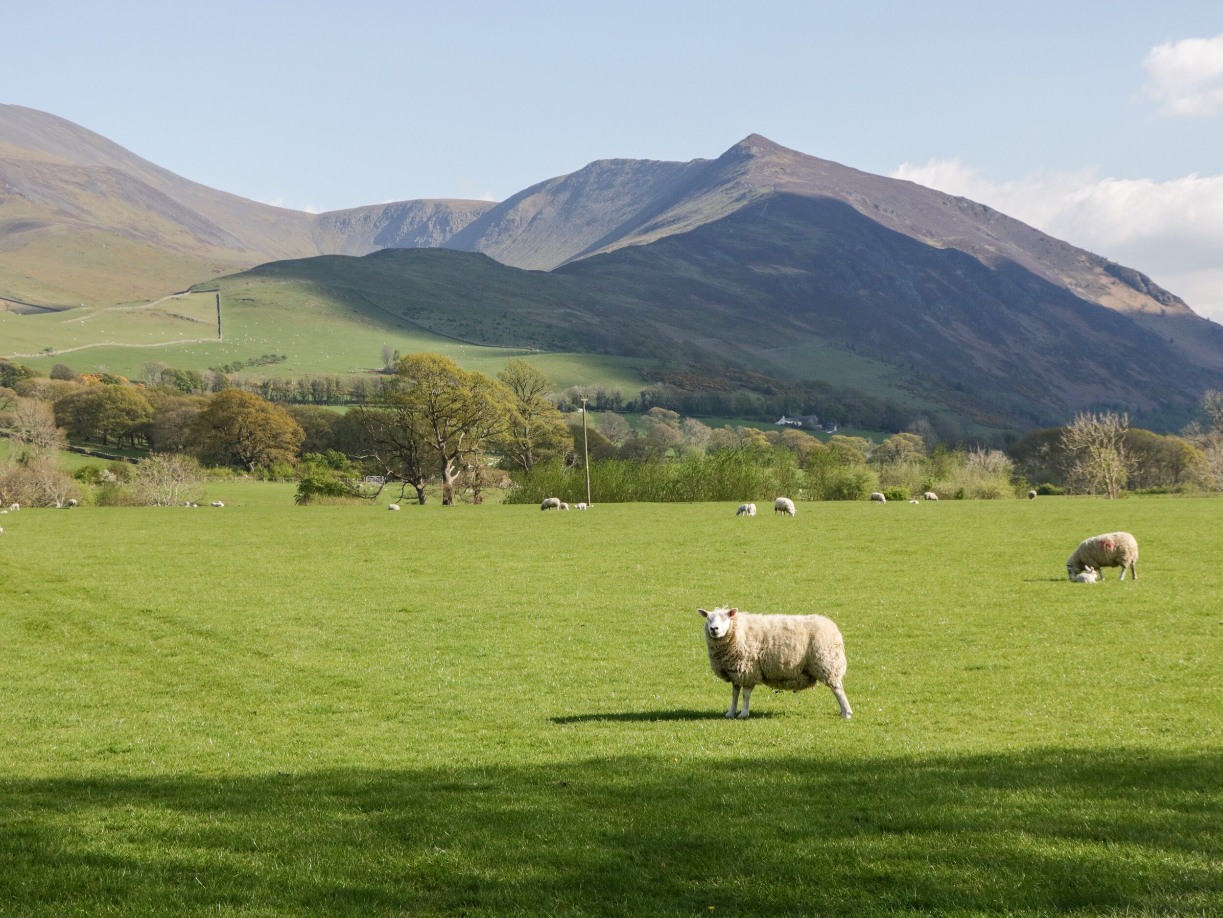 A green field with sheep and mountains in the background.