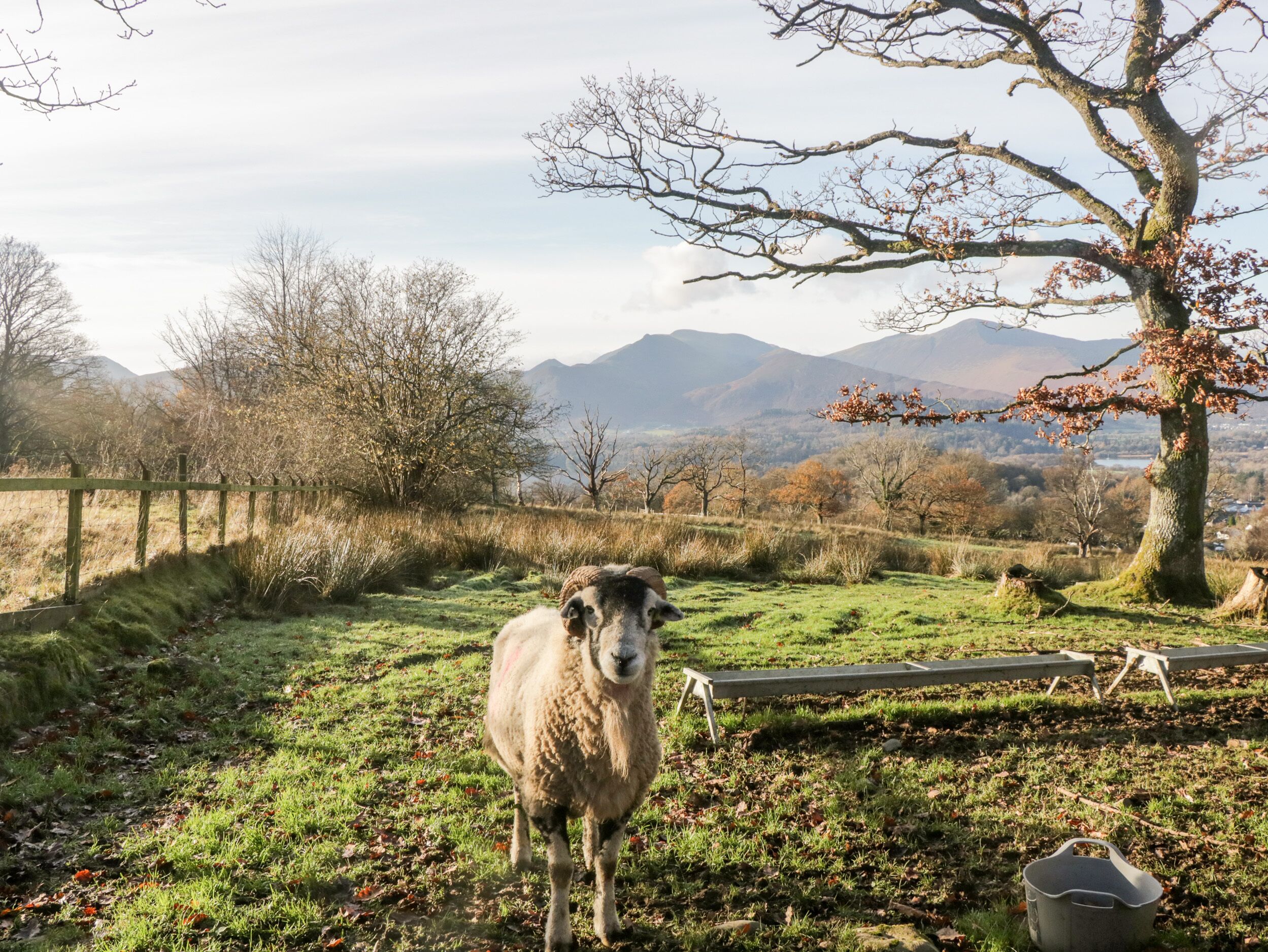 Un mouton dans un champ verdoyant, avec un arbre et des montagnes en arrière-plan.