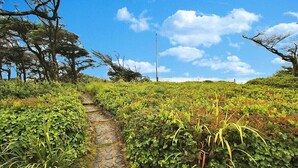 Un chemin de pierres qui traverse un jardin où l’on trouve différentes plantes et arbres.