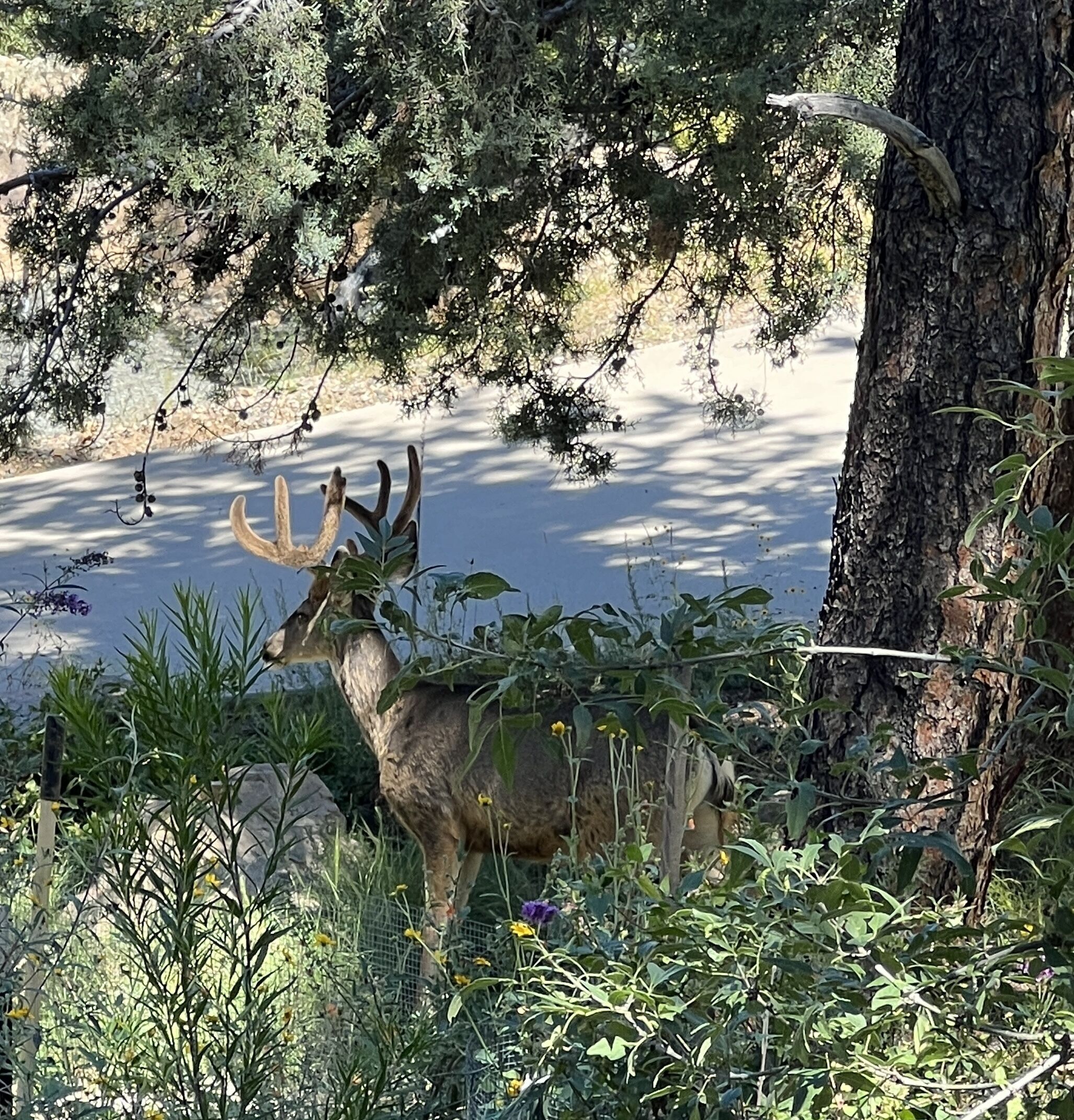 Un cerf dans un environnement naturel, entouré d’arbres et de feuillage.