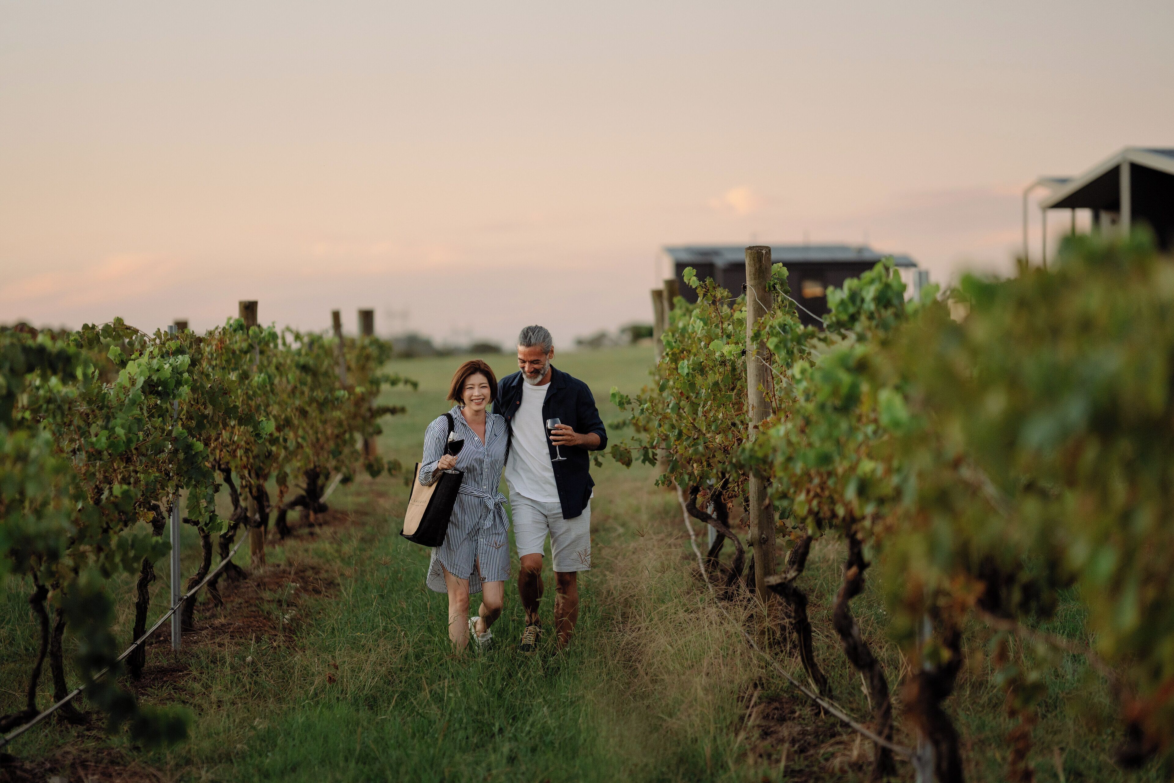A vineyard with rows of grapevines and a building in the background.