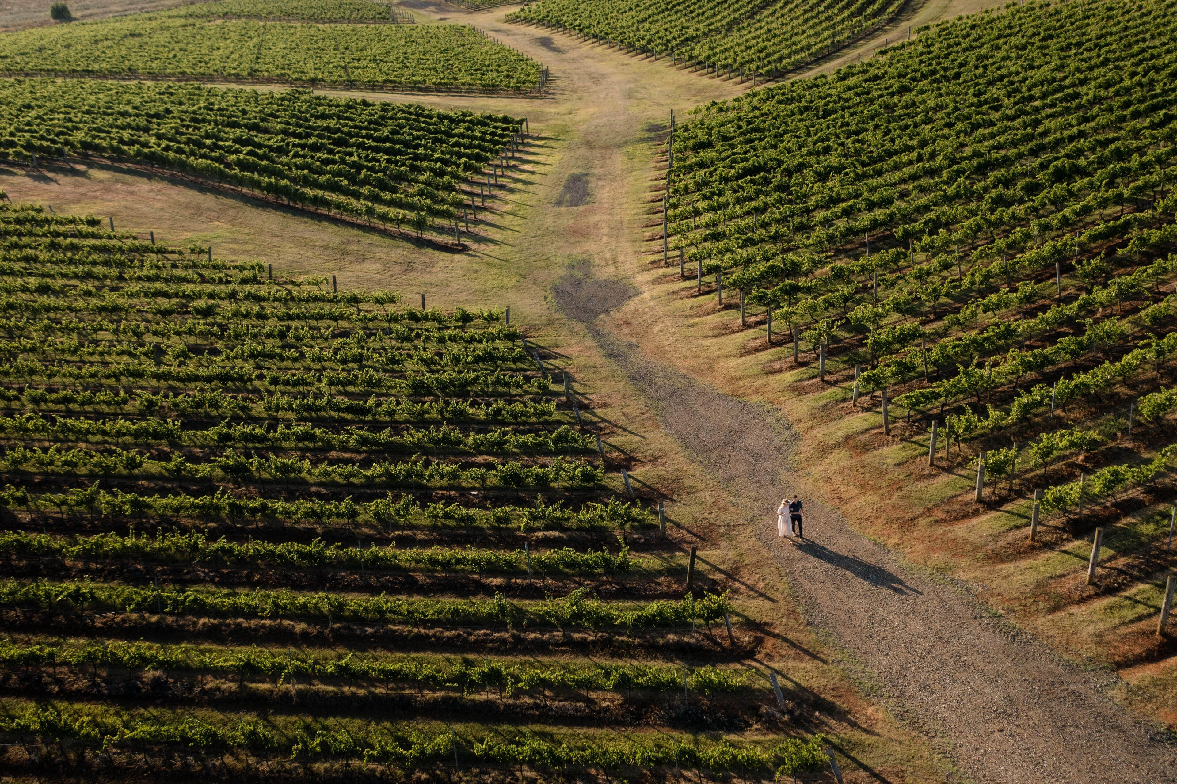A vineyard with rows of grapevines and a dirt path.