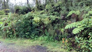 A natural landscape with dense vegetation and a gravel path. - Simple convenience studio in tropical forestG4 (Mountain View)