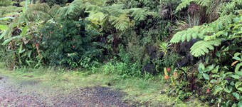 Simple convenience studio in tropical forestG4