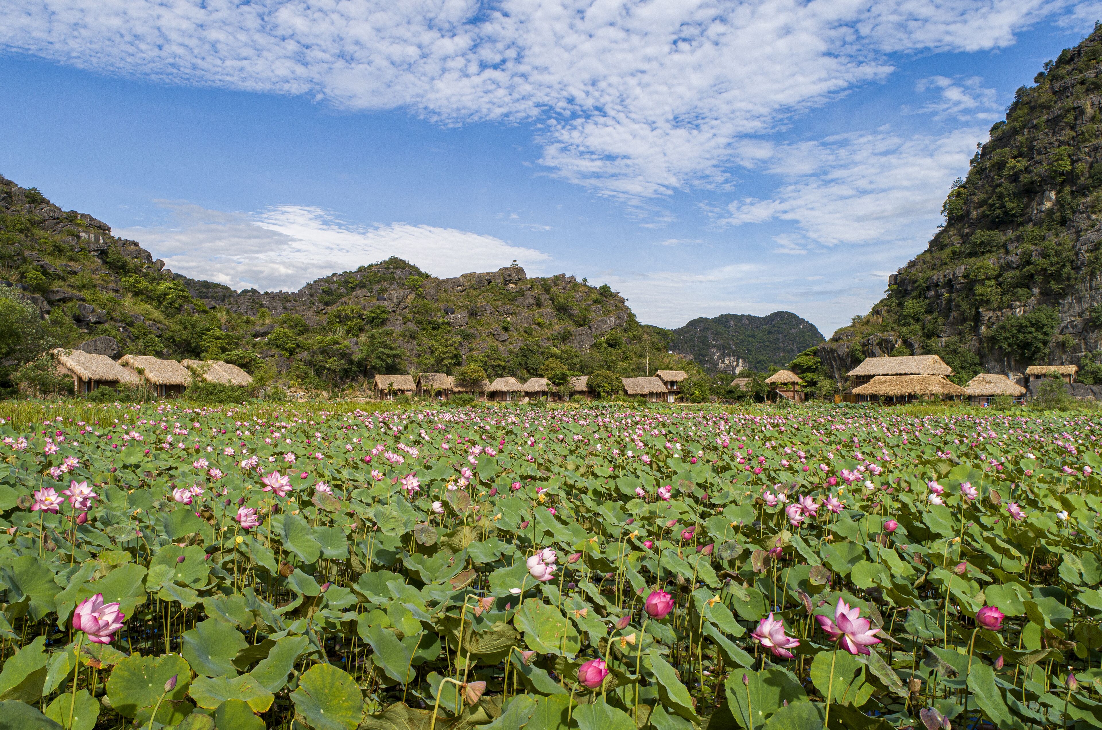 Um campo de flores de lótus com casas de palha ao fundo.
