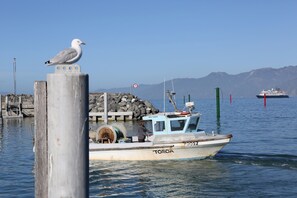 Miscellaneous - Beach front cottage (Kaikoura)