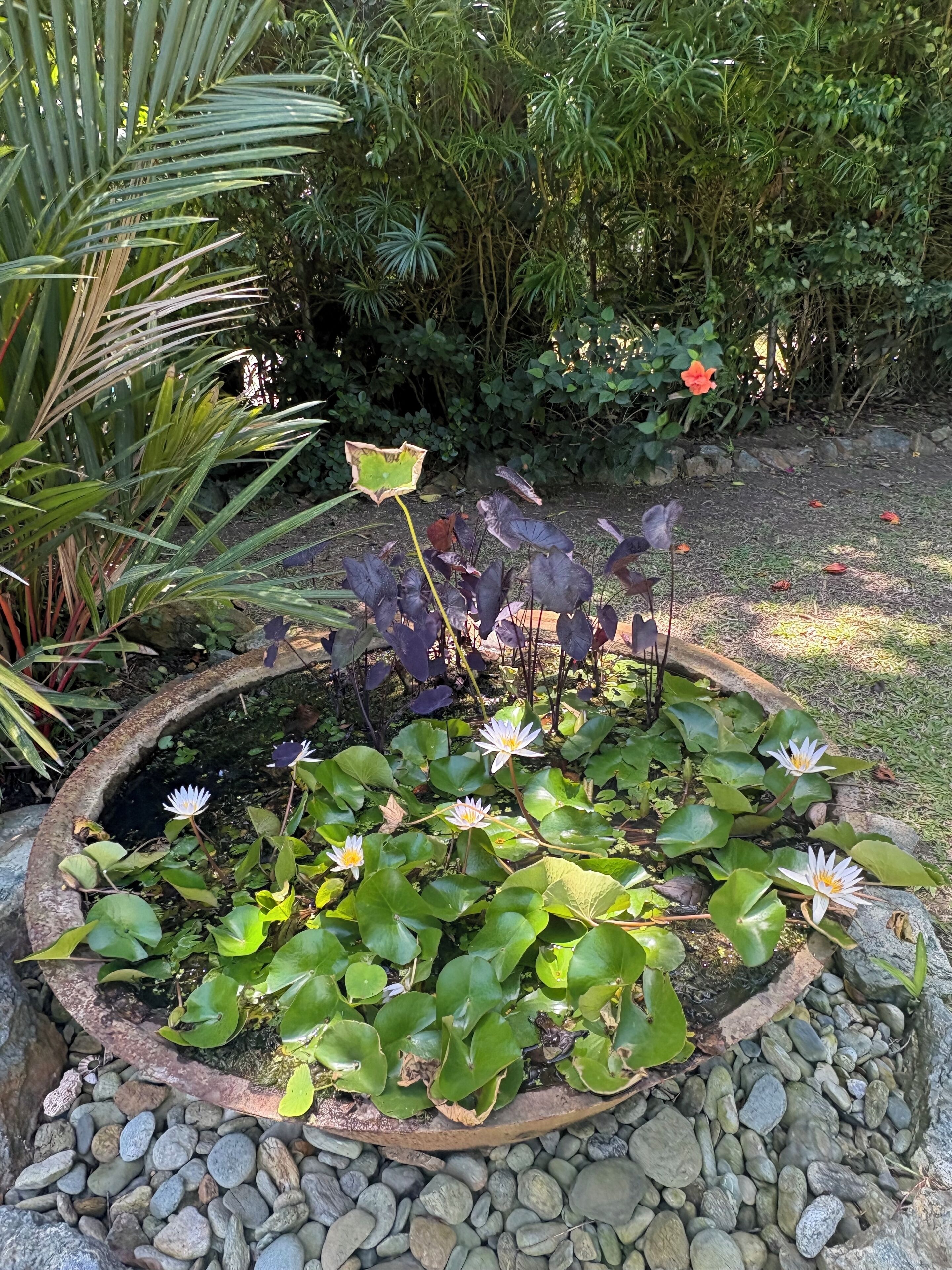 A garden with a pond, lily pads, and water lilies.