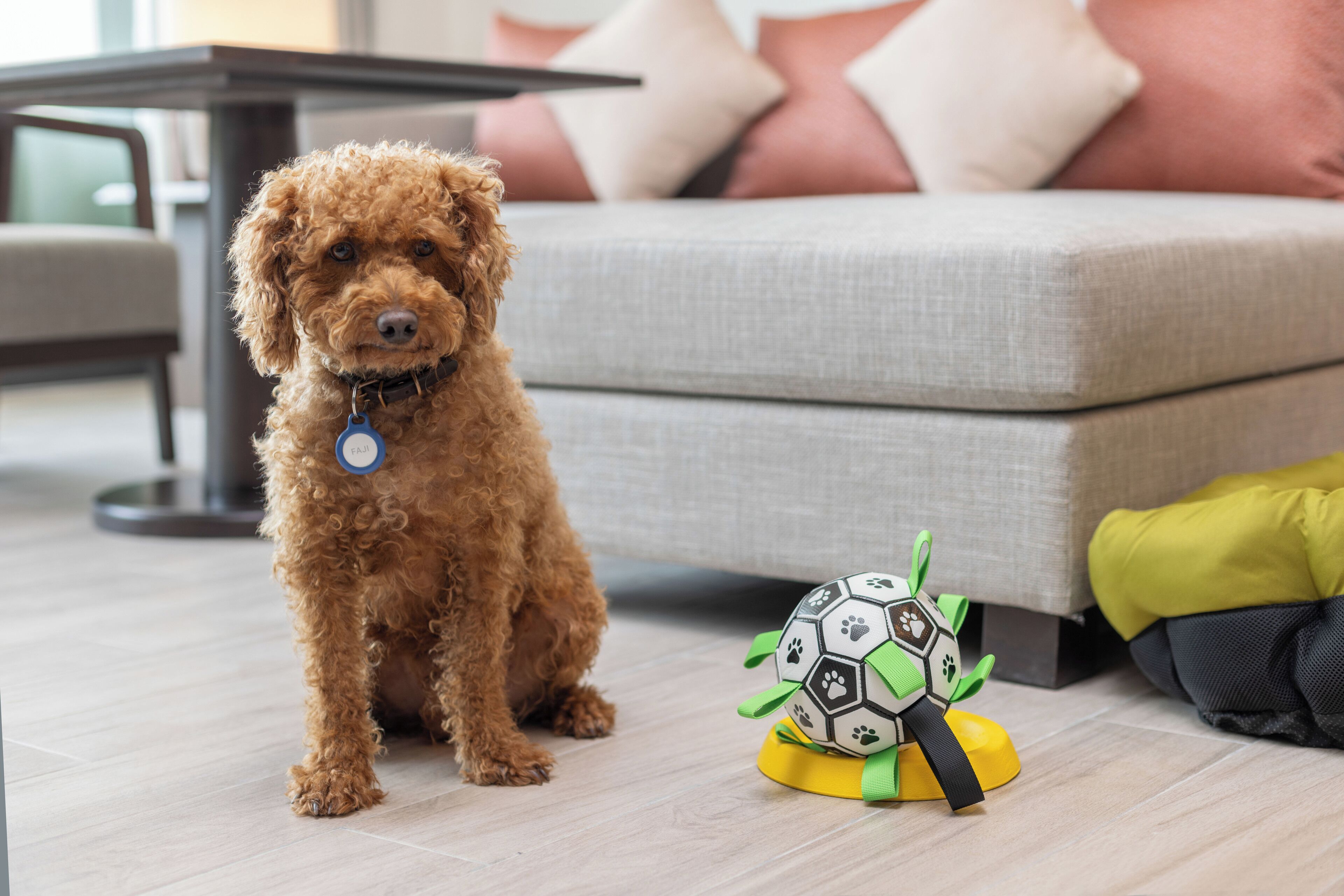 A small, curly-haired dog sitting on a light-colored floor next to a toy.