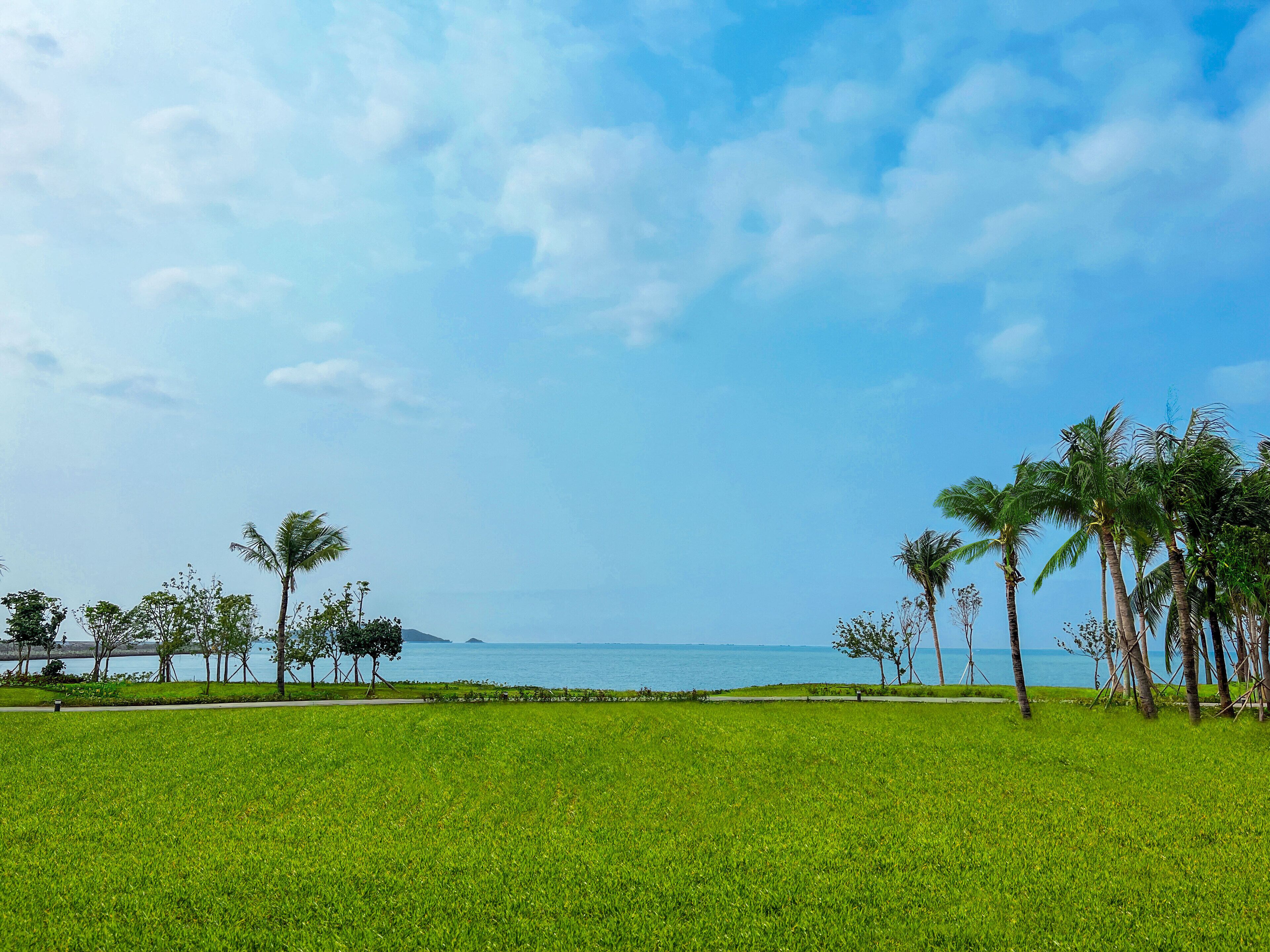 A grassy field with palm trees and a view of the sea.