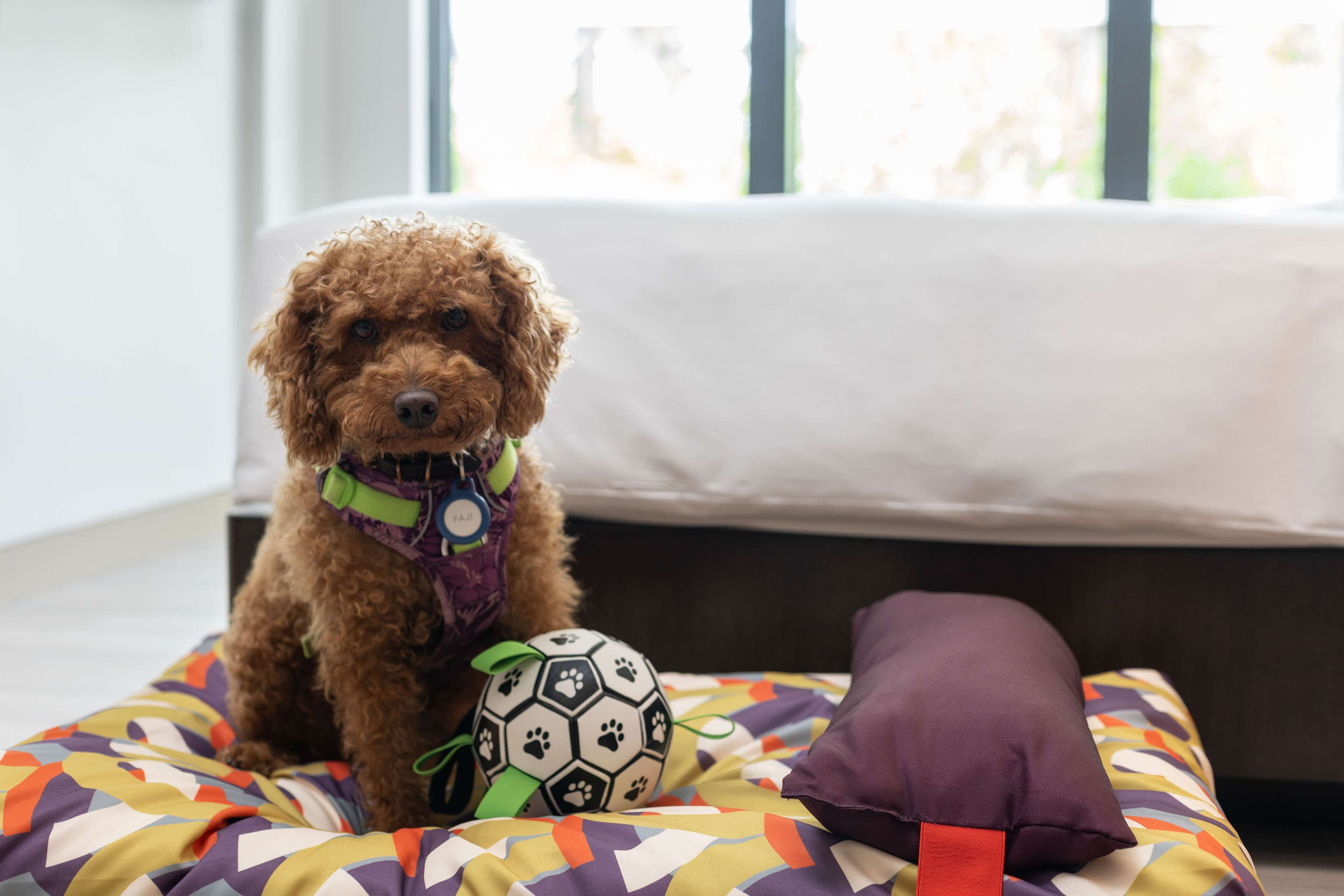A small brown dog sitting on a colorful bed with a soccer ball and a purple pillow.