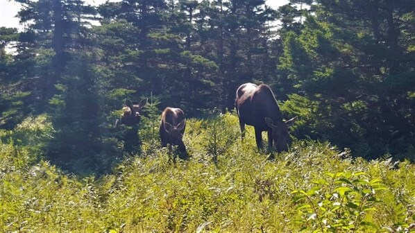 A natural landscape with three deer grazing in a forested area.