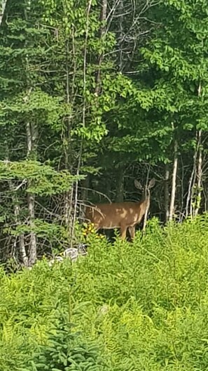 A deer in a forested area with dense green foliage and trees.