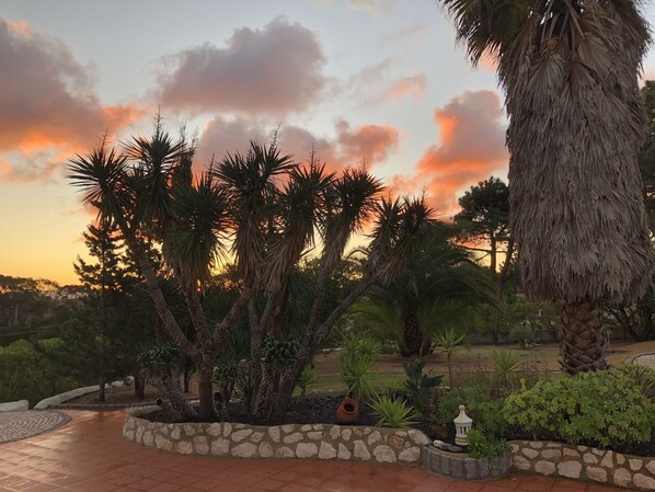 A landscaped garden with palm trees and a stone pathway. - Single Storey house with beautiful garden and large terraces. (VALE DA TELHA)