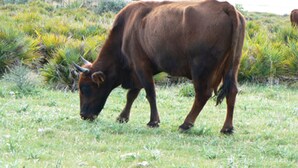 Una vaca marrón pastando en un campo con una pared de piedra y un cuerpo de agua al fondo.