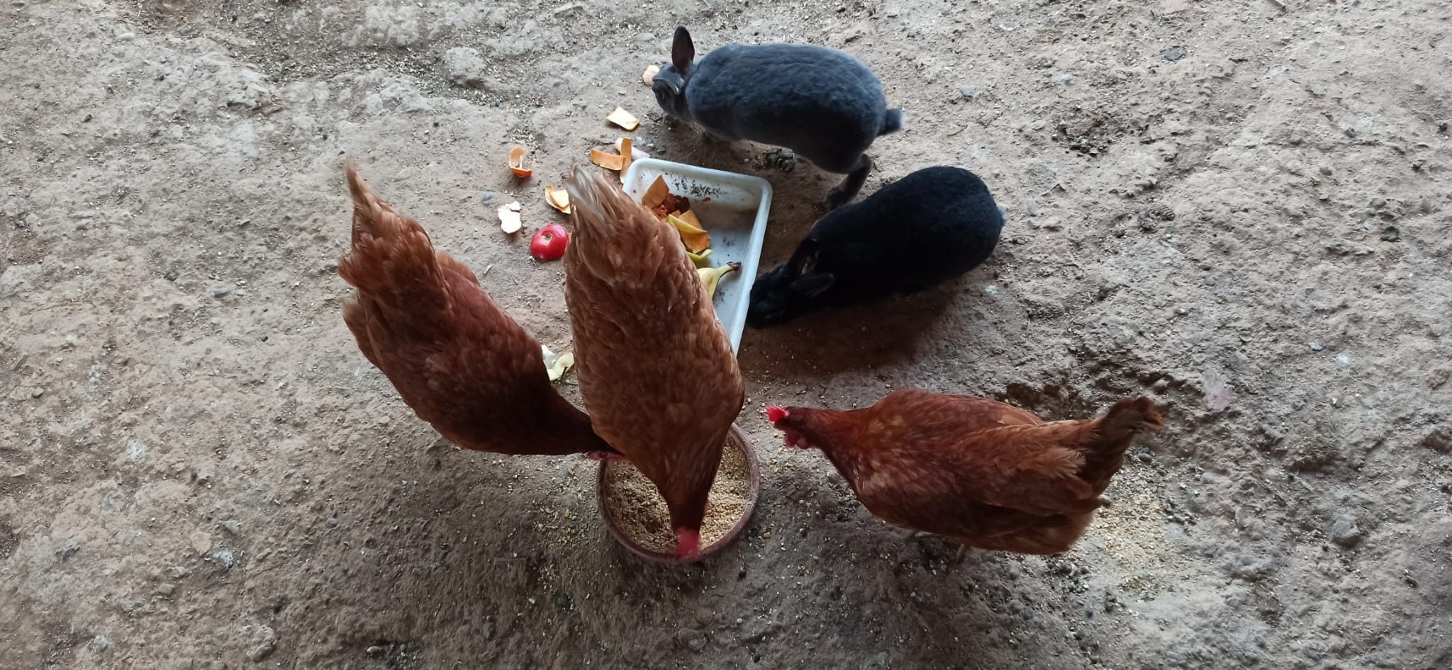 Een groep kippen verzamelt zich rond een voerbak op een onverharde ondergrond.