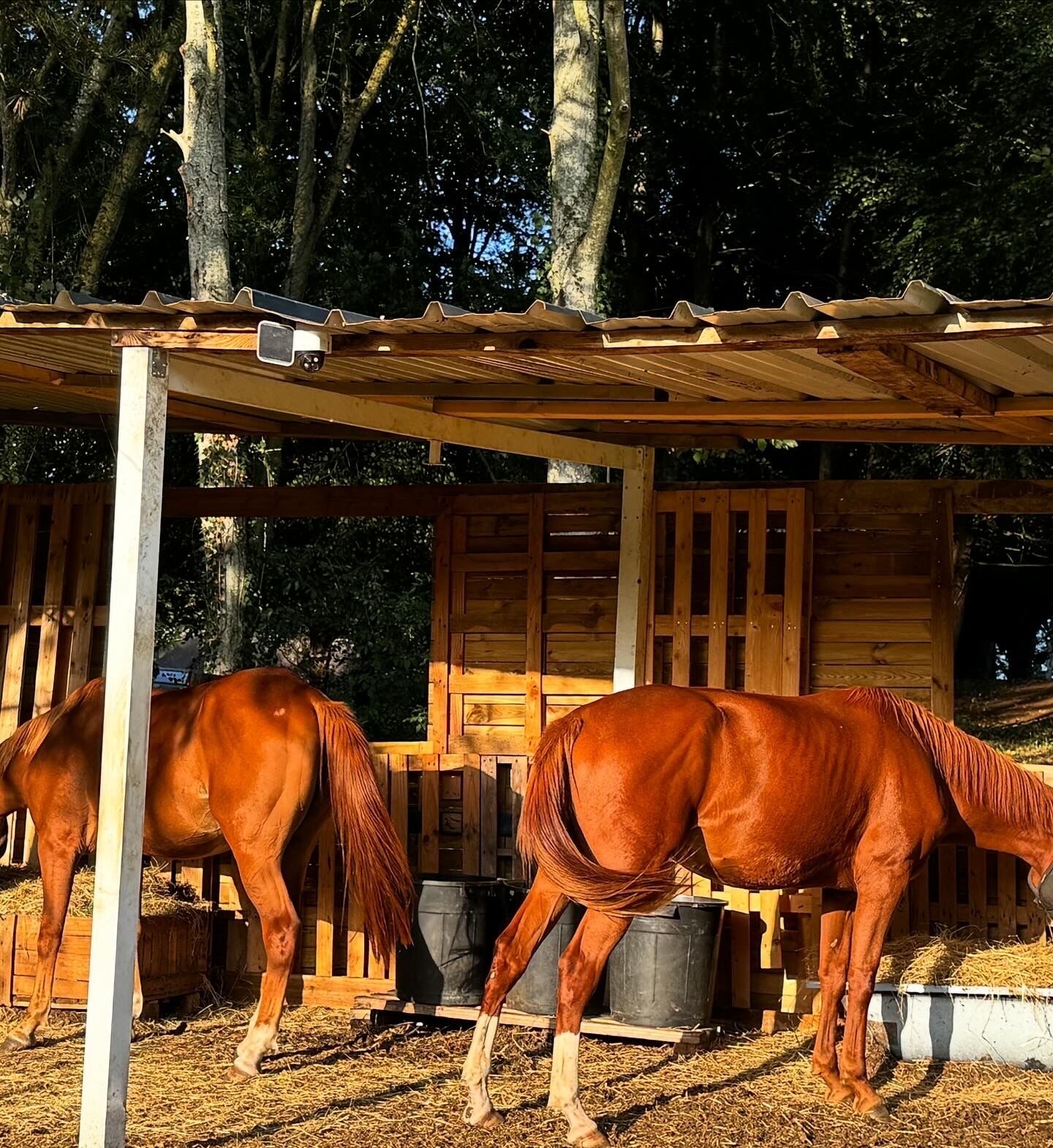 Deux chevaux dans une étable dotée de structures en bois et d’un toit en métal.