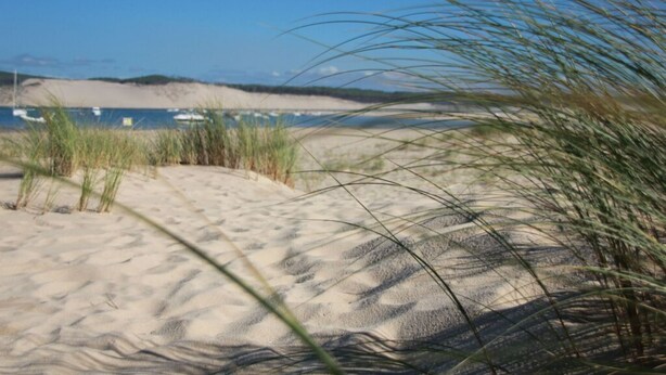 Une plage de sable avec une végétation clairsemée et un ciel bleu dégagé.