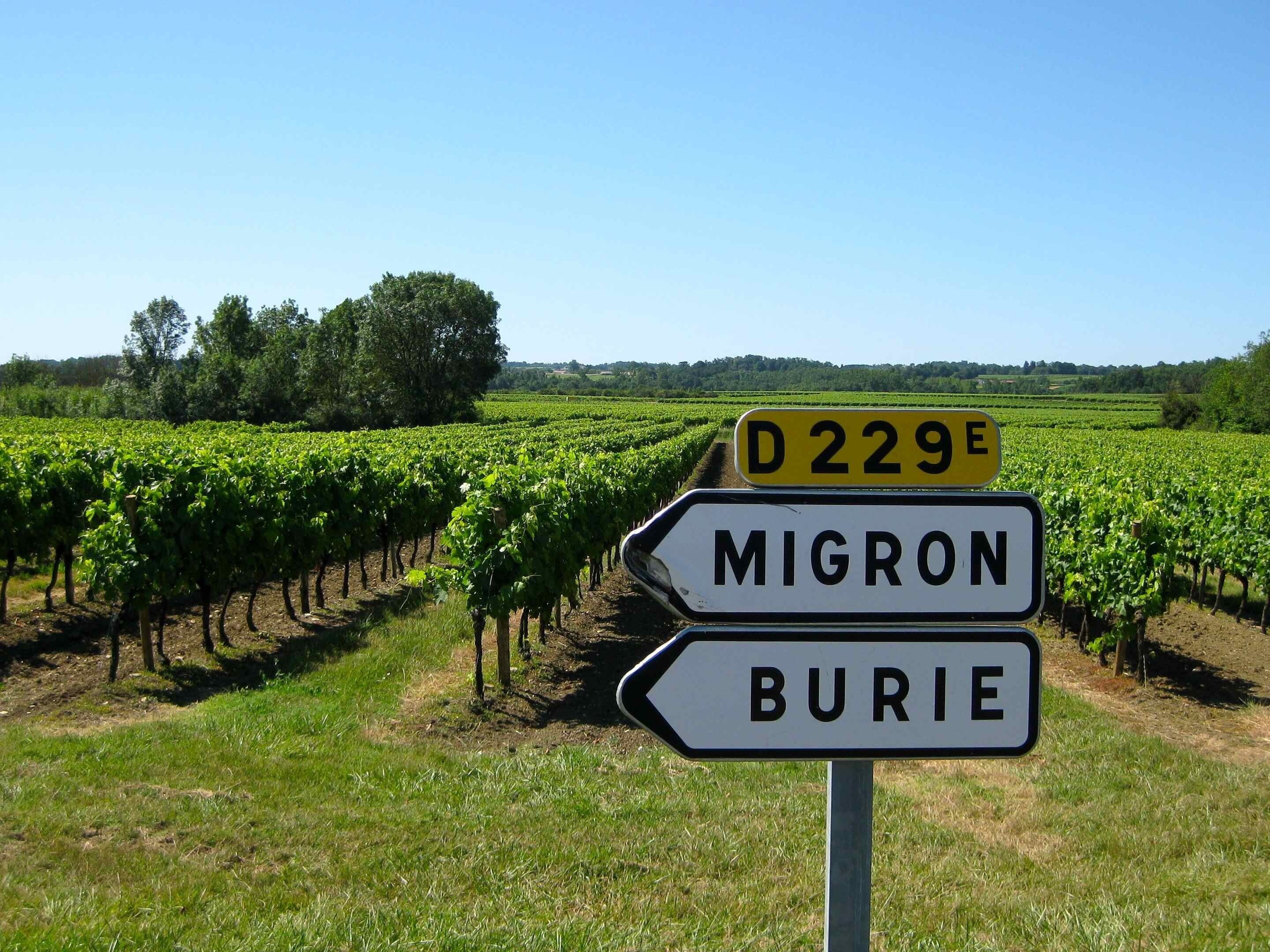 A vineyard with a directional sign indicating D229E towards Migron and Burie.