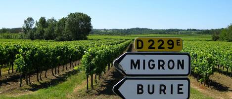 A vineyard with a directional sign indicating D229E towards Migron and Burie.