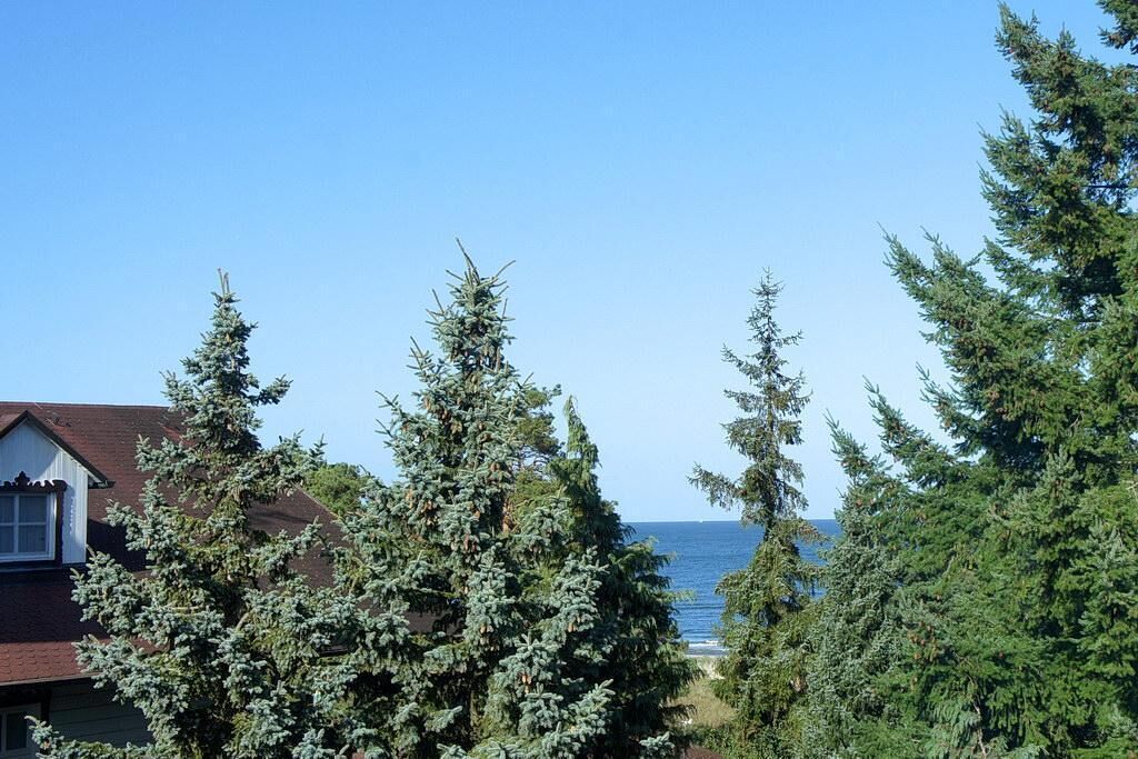 Vista sulla costa con una casa e alti alberi sempreverdi.