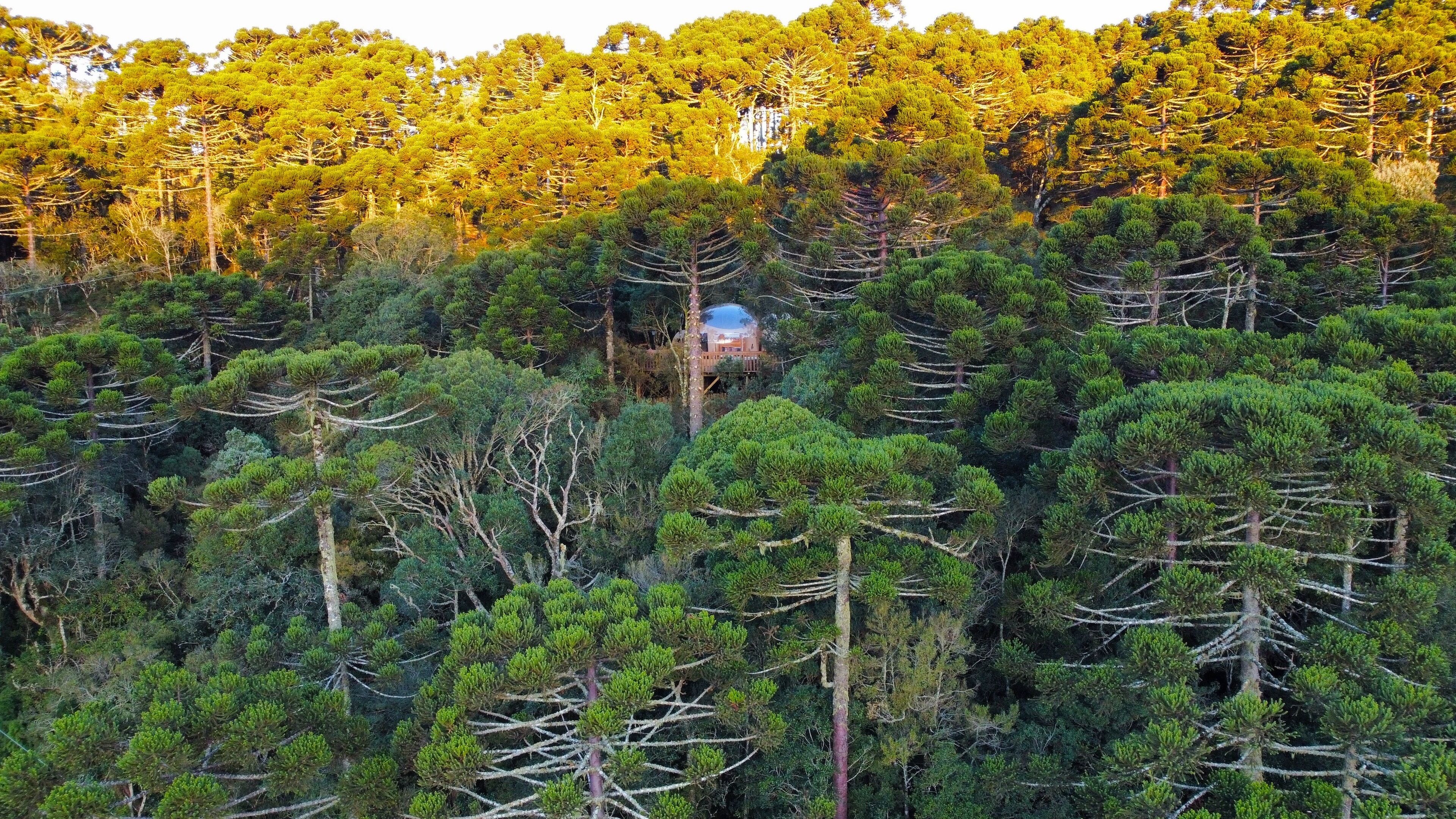 A forested area with a house surrounded by dense trees.