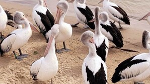 Eine Gruppe Pelikane an einem sandigen Strand.