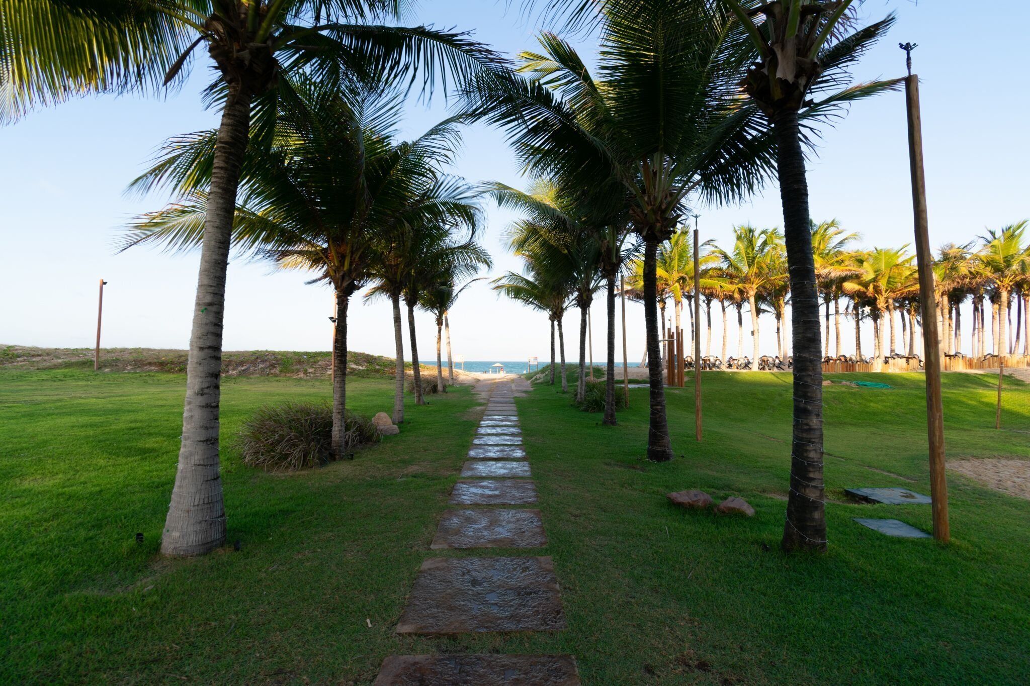 A pathway lined with palm trees leading to a beach.